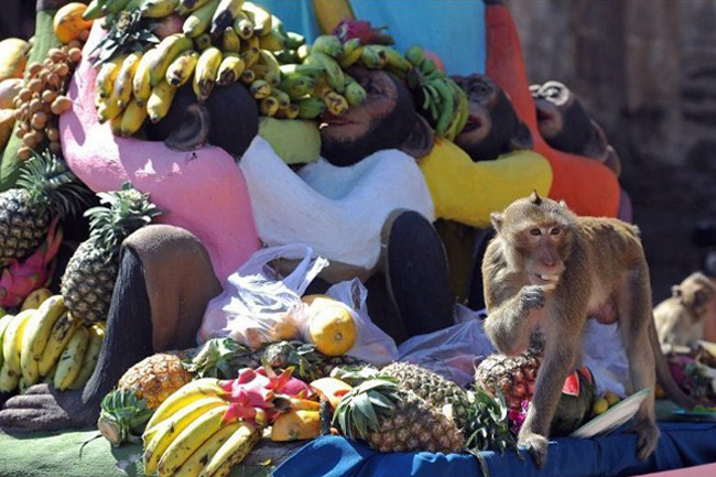 Hàng năm người dân tại Lop Buri mở một buổi tiệc đứng buffet cho hàng trăm con khỉ sống quanh một ngôi chùa Prang Sam Yot, một ngôi chùa Khmer.